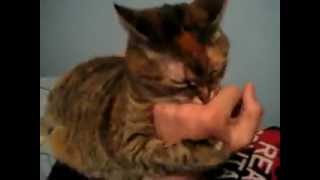 Possessed Cat! by Hey It's Wei 6,250 views 11 years ago 1 minute, 21 seconds