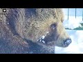 Волшебный зимний день🐻❄🐈/Bear Mansur