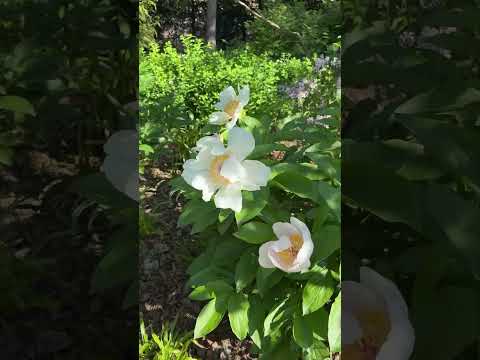 🌿 Прогулка по саду