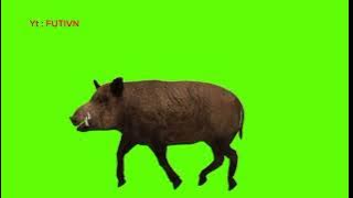 Green screen Babi hutan Effects video free no copyright