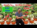 അഡീനിയം..അറിയേണ്ടതെല്ലാം Part‌ - 1 /Everything On Adenium Part-1 //Adenium..Repotting to Flowering..