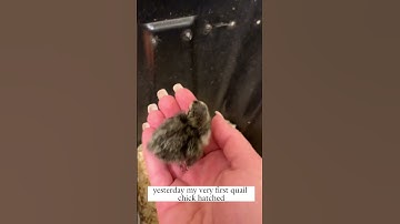 Hatching quail eggs from Amazon (Part 5) 🐣 #hatchingchicks #quail #quaileggs #hatchingeggs #shorts