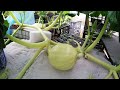 Hydroponic Giant Atlantic Pumpkin, 8 days of growth.  Time-Lapse