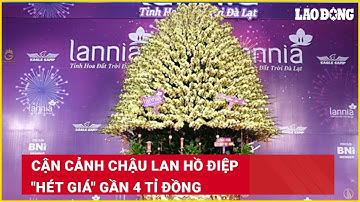 Cận cảnh chậu lan hồ điệp "hét giá" gần 4 tỉ đồng| Báo Lao Động