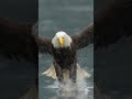 Bald eagle feeding frenzy!!! Amazing footage of hundreds of eagles feeding.