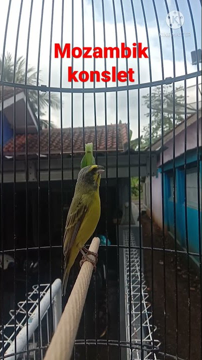 Mozambik konslet yang penomenal