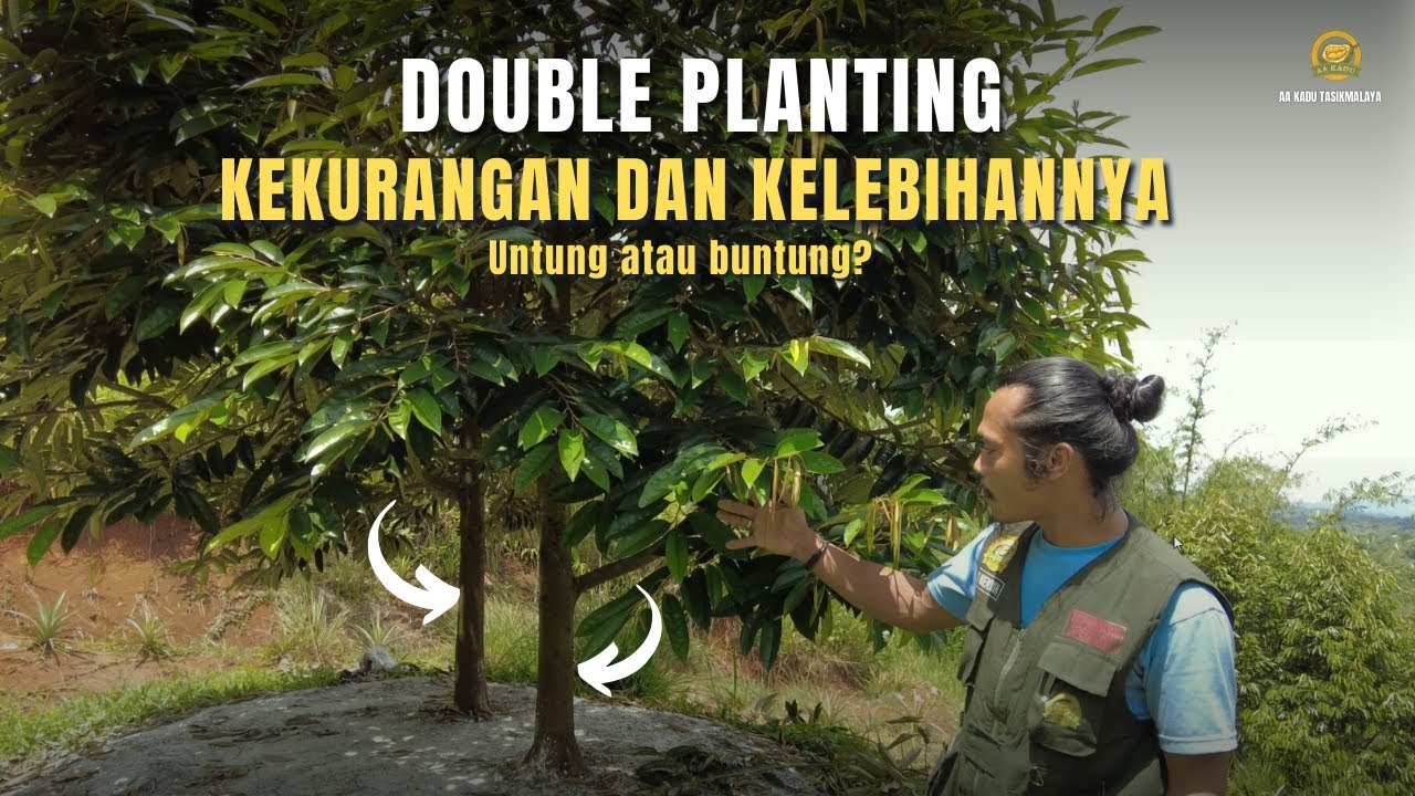 Двойная посадка дуриана: прибыль или убыток?