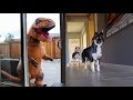 T-Rex Burglar PRANK On My Huskies!