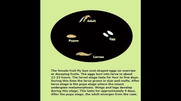 Life cycle of a Fruit fly - Kidz Learn Applications™ #insects  #fruitfly #facts