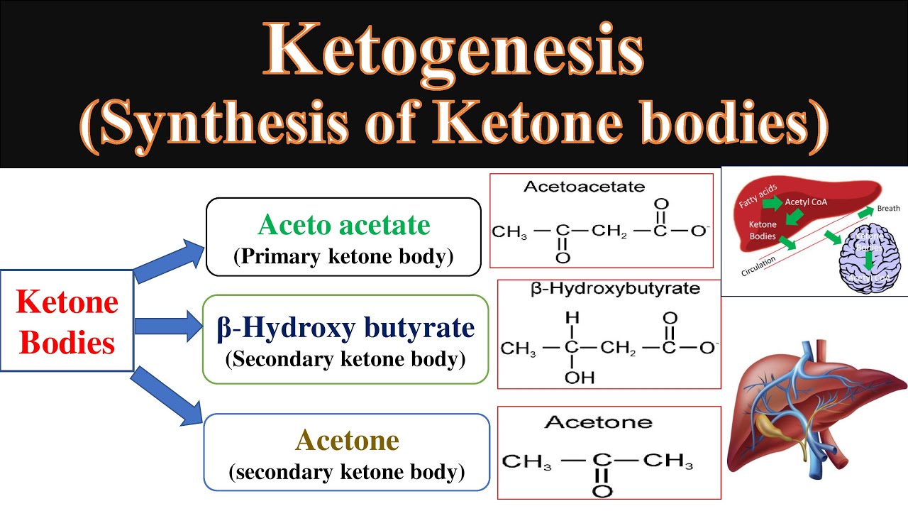 ketone bodies of synthesis