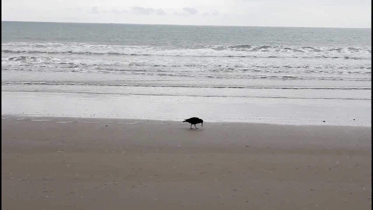 New Zealand - OysterCatcher 
