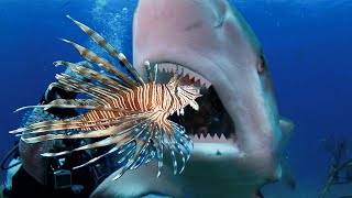 Teaching Sharks (and Eels) to Attack Invasive Lionfish