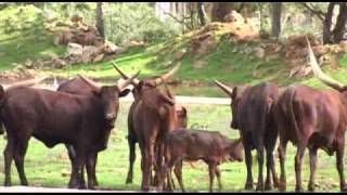 Safari Zoo Mallorca en www.mallorcaexclusive.es