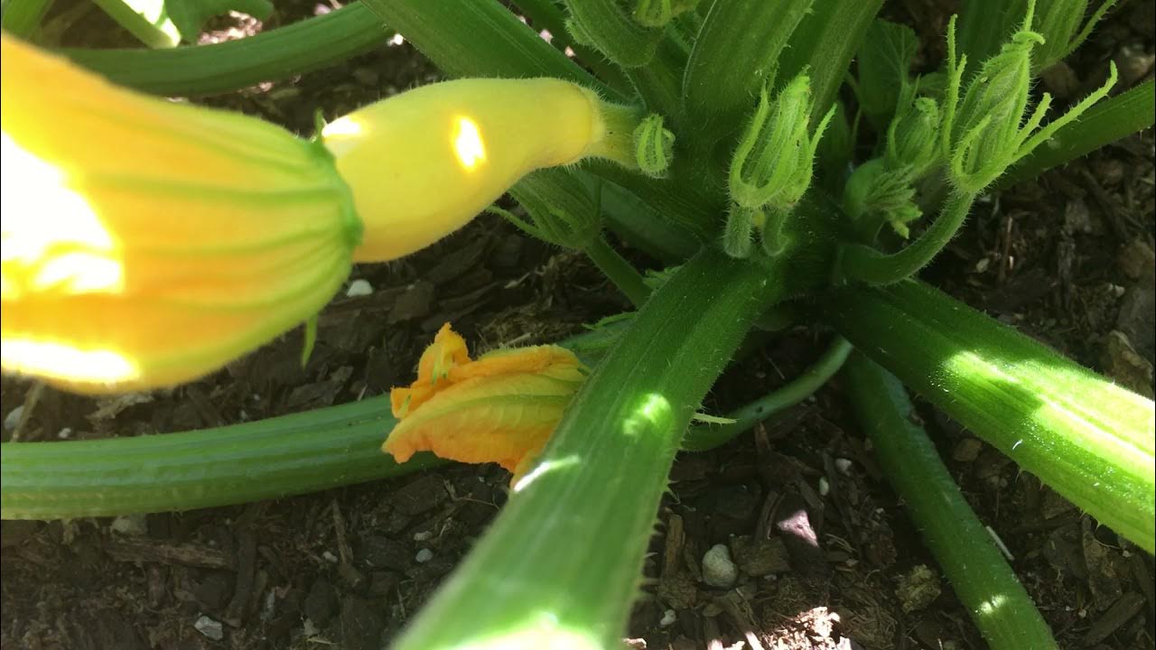 Why some flowers fall off squash and cucumbers YouTube