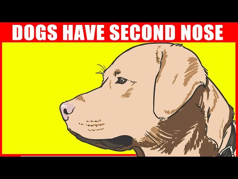 The Science of Dogs: Dogs Have Second Nose