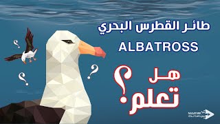 هل تعلم | حقائق عن طائر القطرس