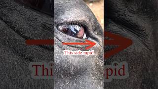 “Rapid  repetitive eye movement “//nystagmus in cattle