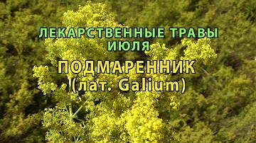 Лекарственные растения июля 