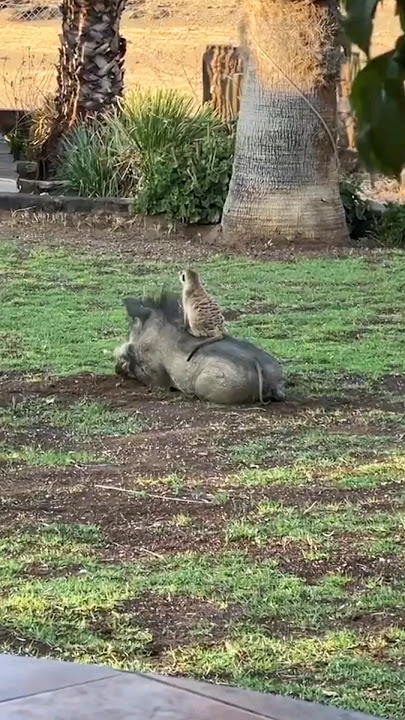 They Exist! Timon and Pumbaa in Real Life #animals #lionking #meerkats #warthogs #shorts