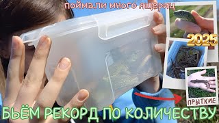 картинка: БЬЁМ РЕКОРДЫ по КОЛИЧЕСТВУ пойманных / Экстремальная ловля ящериц