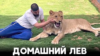 Ливиец с 16 лет держит львов в качестве домашних питомцев