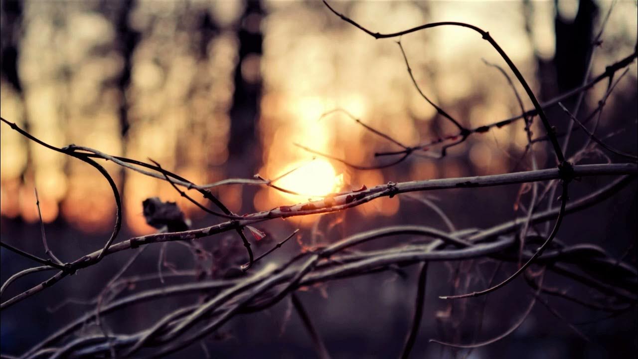 Ветки деревьев и солнце. Фон с веткой и солнцем. Фон с веткой и солнцем. Ветви на закате. Ветви на закате.