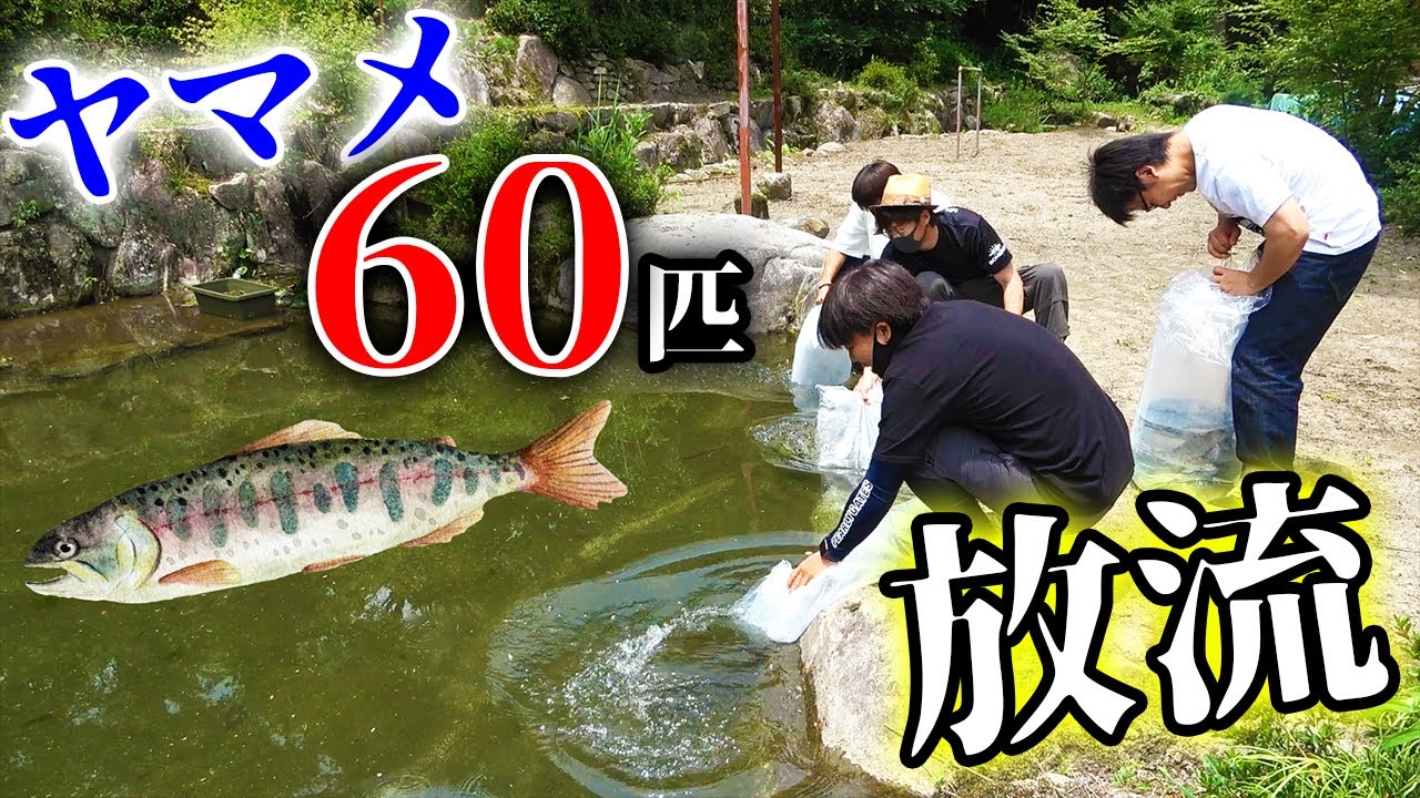 蘇った池に大量のヤマメを放流して釣りしてみた Youtube