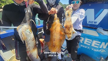 뉴그린호 무늬오징어 2K 2K 1.6K 1.3K외 굵은놈 7수~5월 19일 통영 준원도권 에깅 캐스팅게임 조황 (20일 예약)