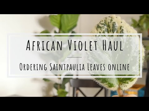 Video: Violet Jolly Frills: cultivo en casa
