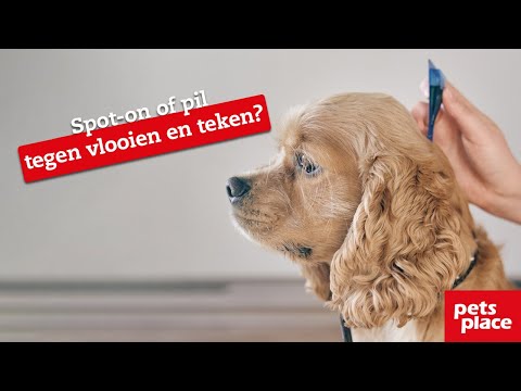 Video: Verschil Tussen Mijten En Vlooien