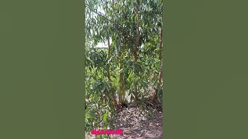 Cần bán gấp dt 28 công giá 100 triệu 1 công thuộc huyện thạnh Hóa tỉnh Long An lh 0819259737