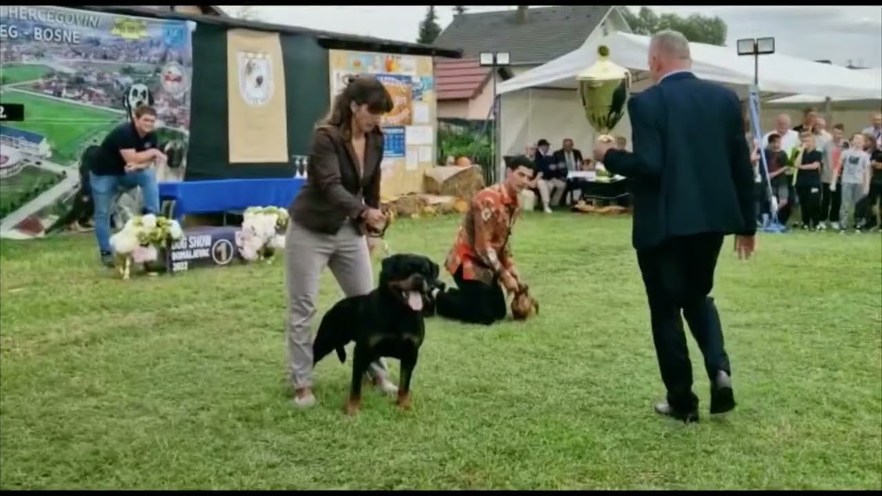 Most beautiful European Rottweiler of 2022! - YouTube