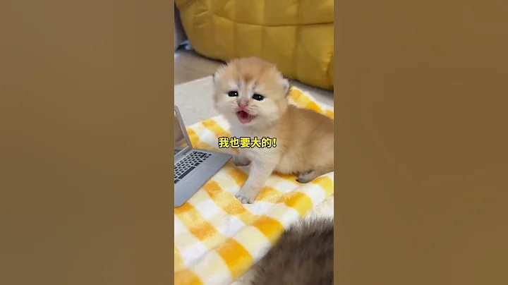 【牛奶是只猫】你见过七只猫一起看电视吗？之前都是小老三的电脑最小，这下后继有猫了哈哈 - 天天要闻