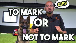Marker Training Dogs  Good or Bad?