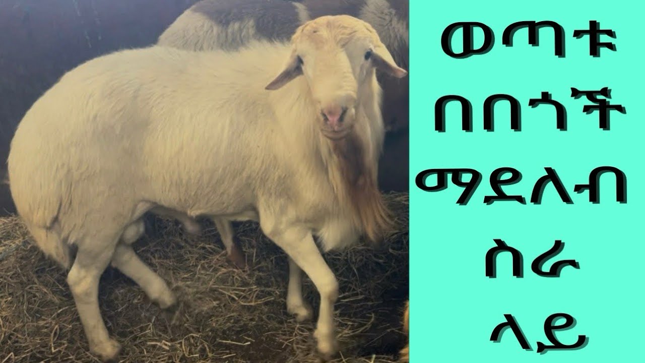 የበጎች ማደለብ ሰራ  በአጭር ግዜ  ገንዘብ ያሰገኛል