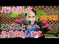 【バラの増やし方】挿し木のやり方を実践で解説します。挿し木から植え替えまですべての流れがわかります。【園芸】【ガーデニング】