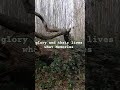 I walked in the woods and found a fallen giant! #inspirationalquotes #change #spiritualgrowth #IAM