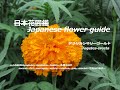 アフリカのマリア？！Maria in Africa? !!   アフリカンマリーゴールド Tagetes erecta   季節の花　日本花図鑑　Japanese flower guide