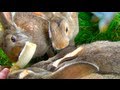 Bunny Rabbits Eating Banana