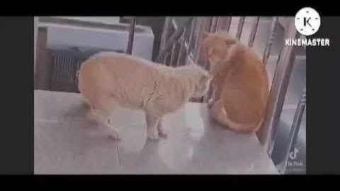 Preview 2 Chicken Gets Interrupted Add Round9FIXEDVIDEO