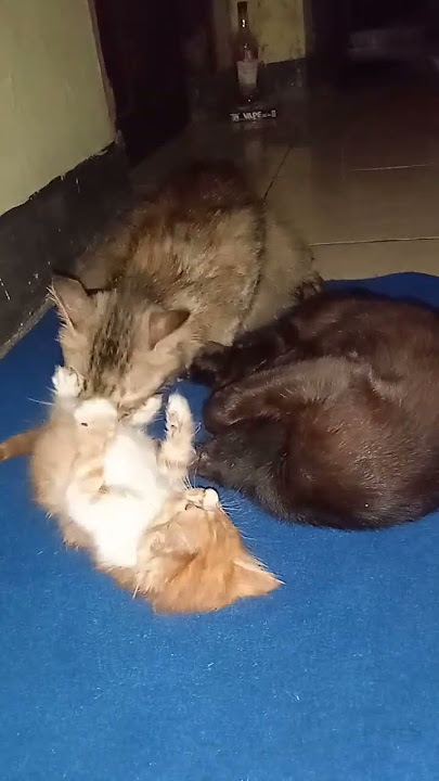 #cat #love #couple #musik #lagu #anabullucu