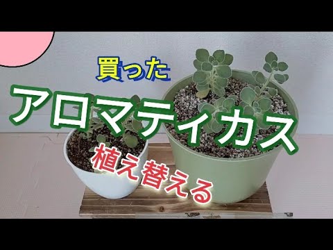 アロマティカス 観葉植物 植え替えた 買ったアロマティカスを植え替えた Youtube