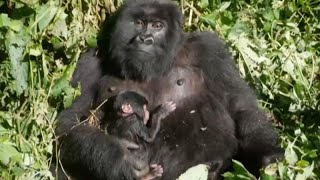 RDC: nouvelle naissance de gorille de montagne au parc des Virunga