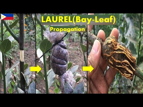 Video: Propagating Mountain Laurel Shrubs – Alamin Kung Paano Magpalaganap ng Mountain Laurel