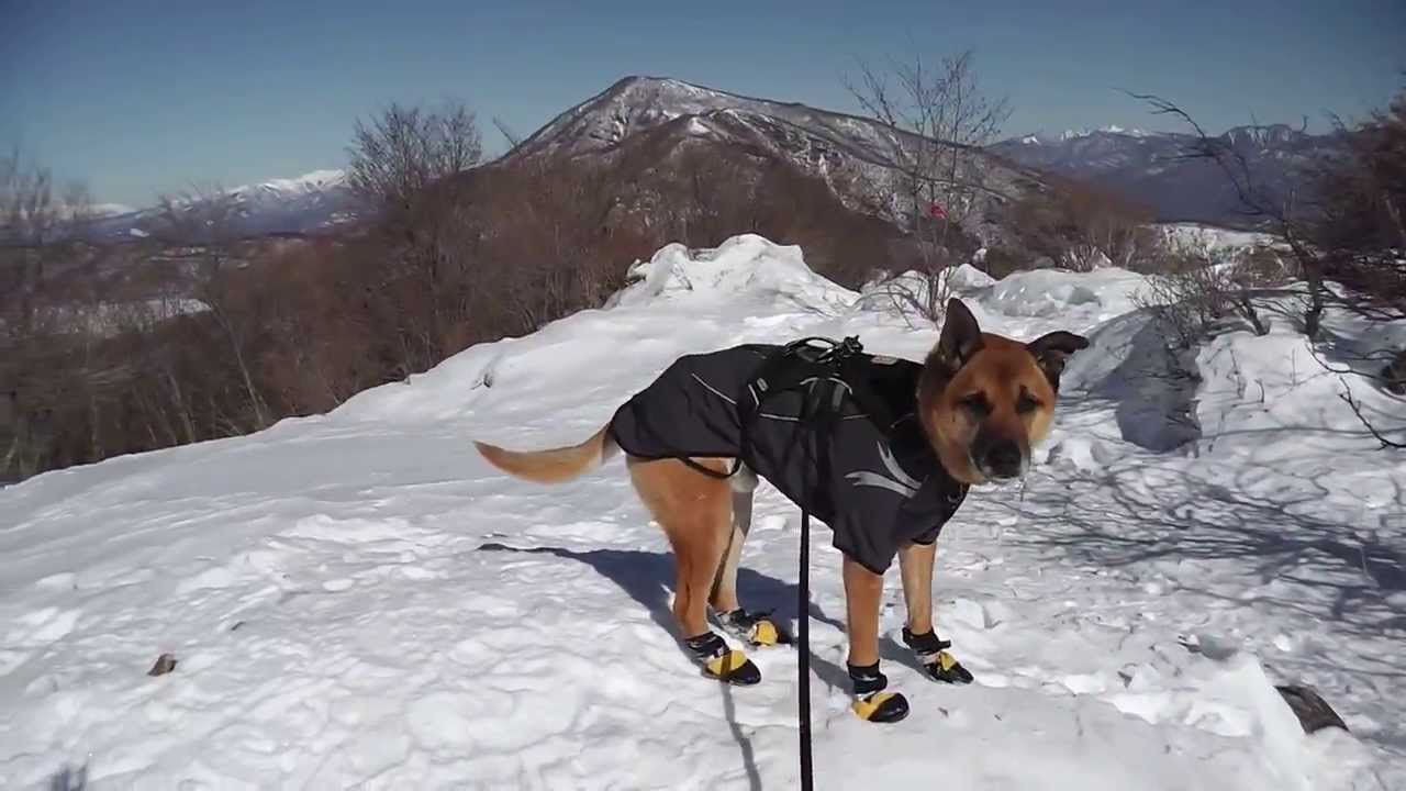 限定セール! ③新品　犬靴 マットルックス・オールウェザーブーツ　 Ｍ4足分　黒 犬の足を守る全天候型ブーツ】マットルックス・オールウェザーブーツ4