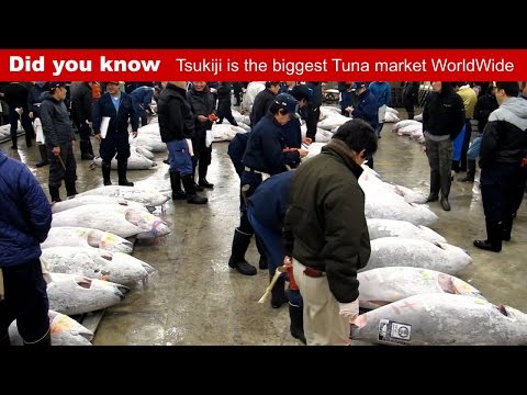 Did you know Tsukiji fish market in Tokyo is the biggest Tuna fish market in the world