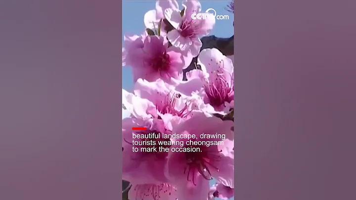 Blooming peach flowers attract tourists| CCTV English - DayDayNews