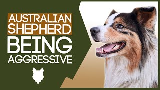 AGGRESSIVE AUSTRALIAN SHEPHERD TRAINING! How To Train Aggressive Australian Shepherd Puppy!