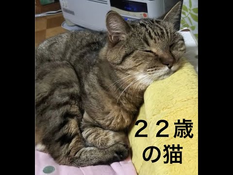 22歳の猫🐈 @10Cats