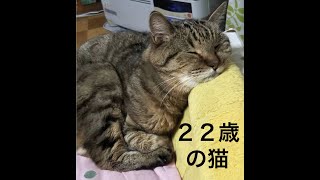 22歳の猫🐈